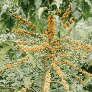 Father's Coffee Kolumbia DECAF Atunkaa filter 250 g bezkofeinowa | CoffeeLove