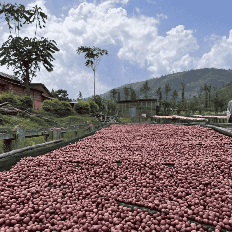 Muraho! Juicy filter 1 kg | CoffeeLove