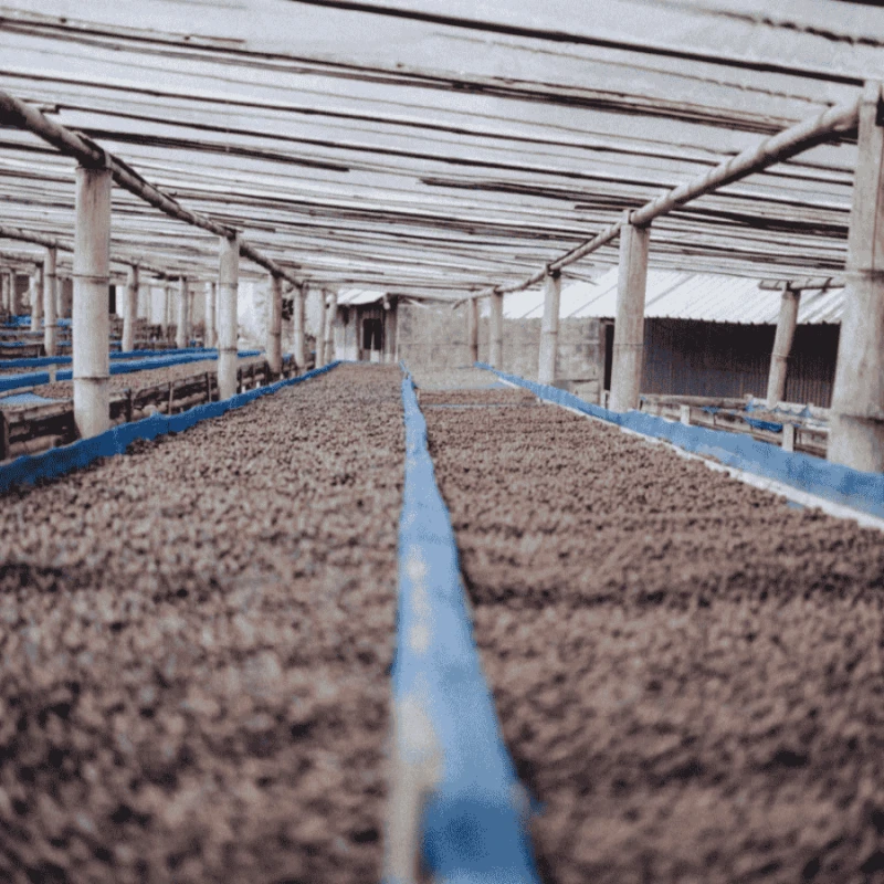 Gardelli Indonezja Kartika omniroast 250 g | CoffeeLove