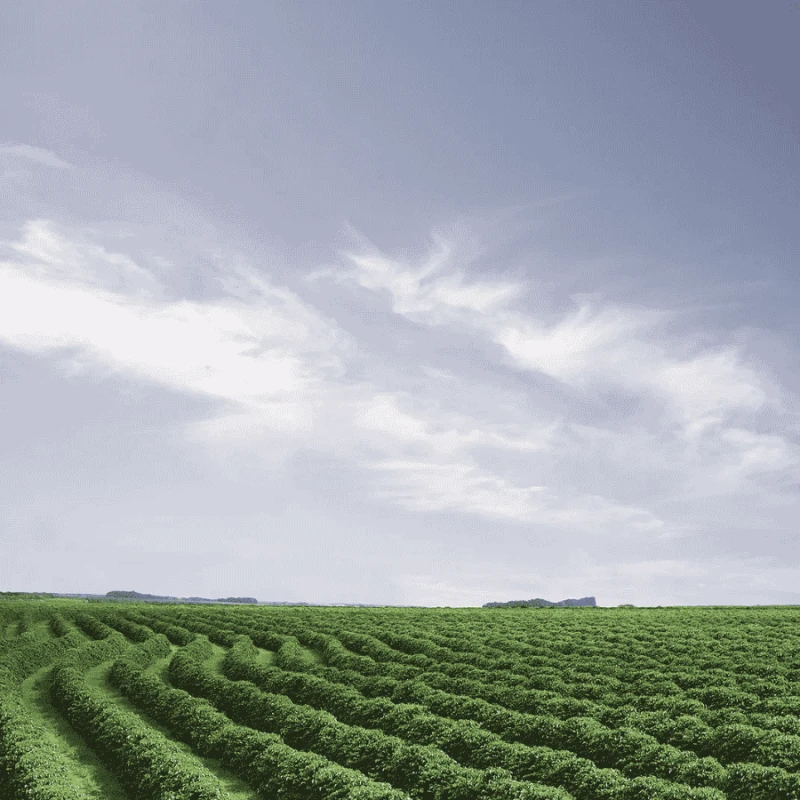 Gardelli Brazylia Fazenda Londrina omniroast 250 g | CoffeeLove