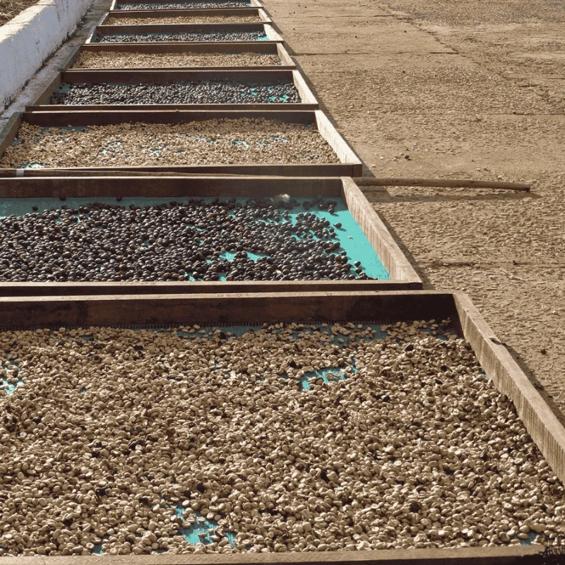 Gardelli Brazylia Fazenda Londrina omniroast 250 g | CoffeeLove