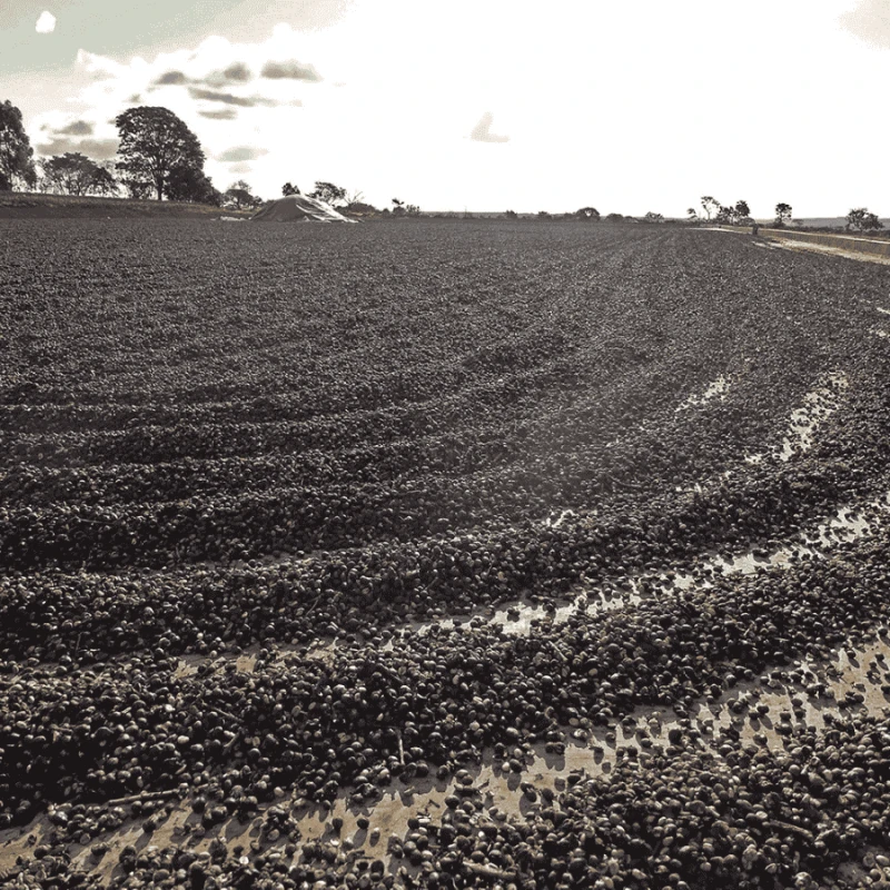 Gardelli Brazylia Fazenda Londrina omniroast 250 g | CoffeeLove