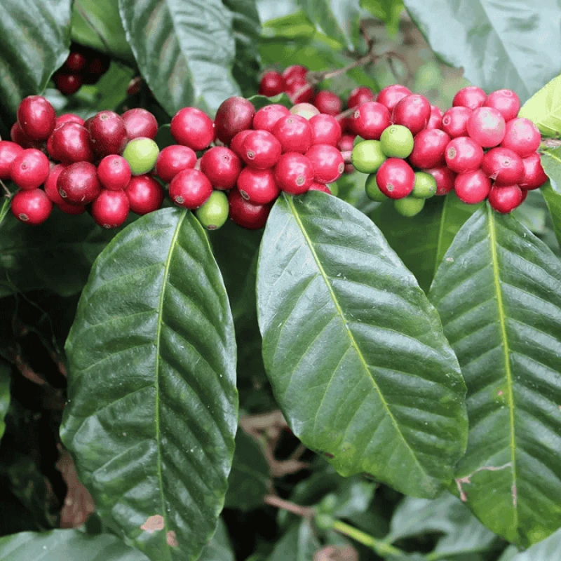 Gardelli Brazylia Fazenda Londrina omniroast 250 g | CoffeeLove