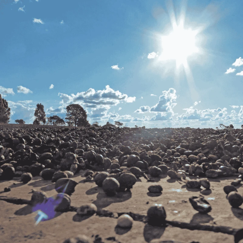 Gardelli Brazylia Fazenda Londrina omniroast 250 g | CoffeeLove