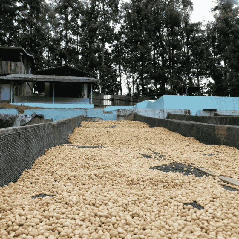 Nomad Coffee Kenia Kii#2 filter 250 g | CoffeeLove