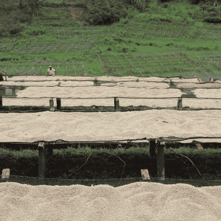 Nomad Coffee Kenia Kii#2 filter 250 g | CoffeeLove