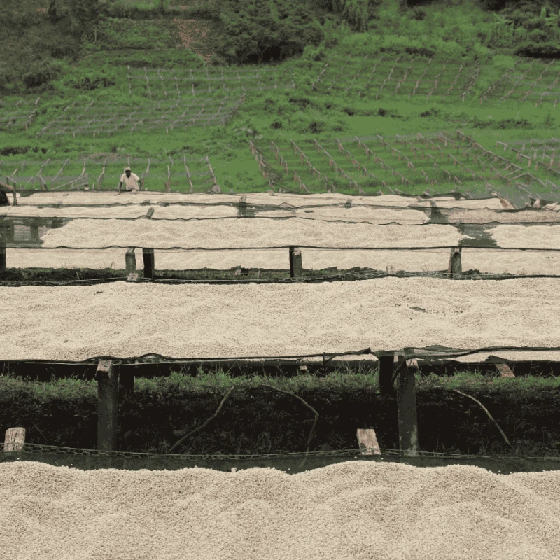 Nomad Coffee Kenia Kii#2 filter 250 g | CoffeeLove