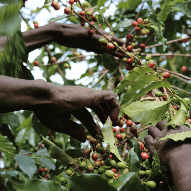 Nomad Coffee Kenia Kii#2 filter 250 g | CoffeeLove