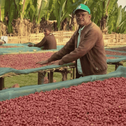 Nomad Coffee Etiopia Samuel Tunisisa 250 g | CoffeeLove