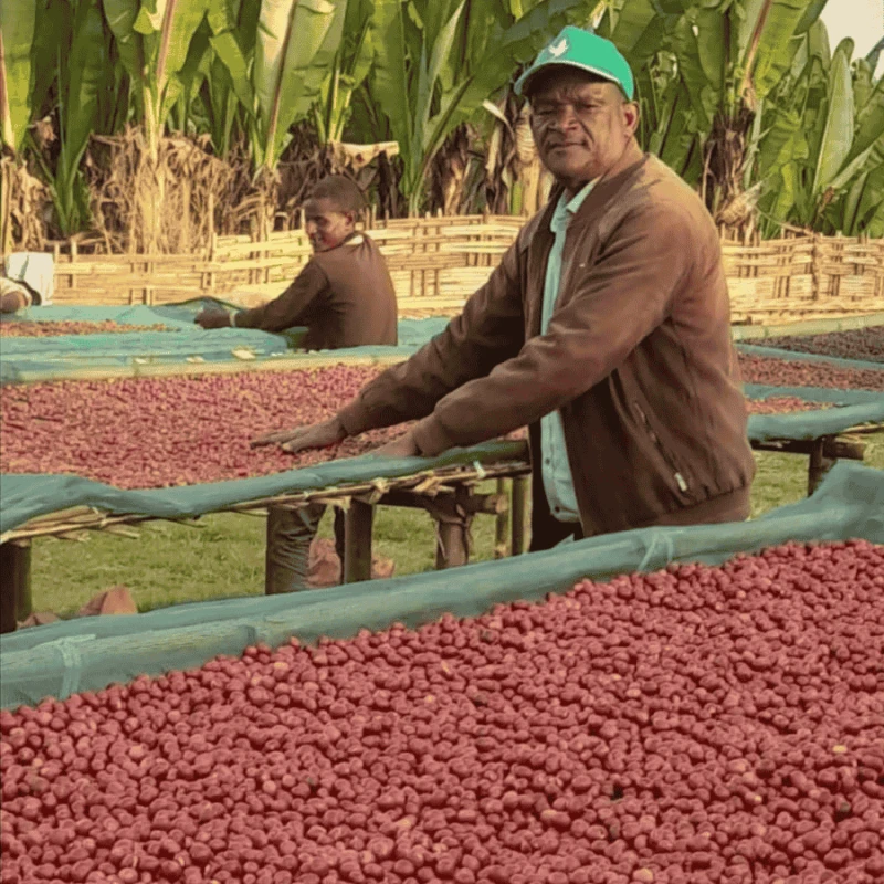 Nomad Coffee Etiopia Samuel Tunisisa 250 g | CoffeeLove