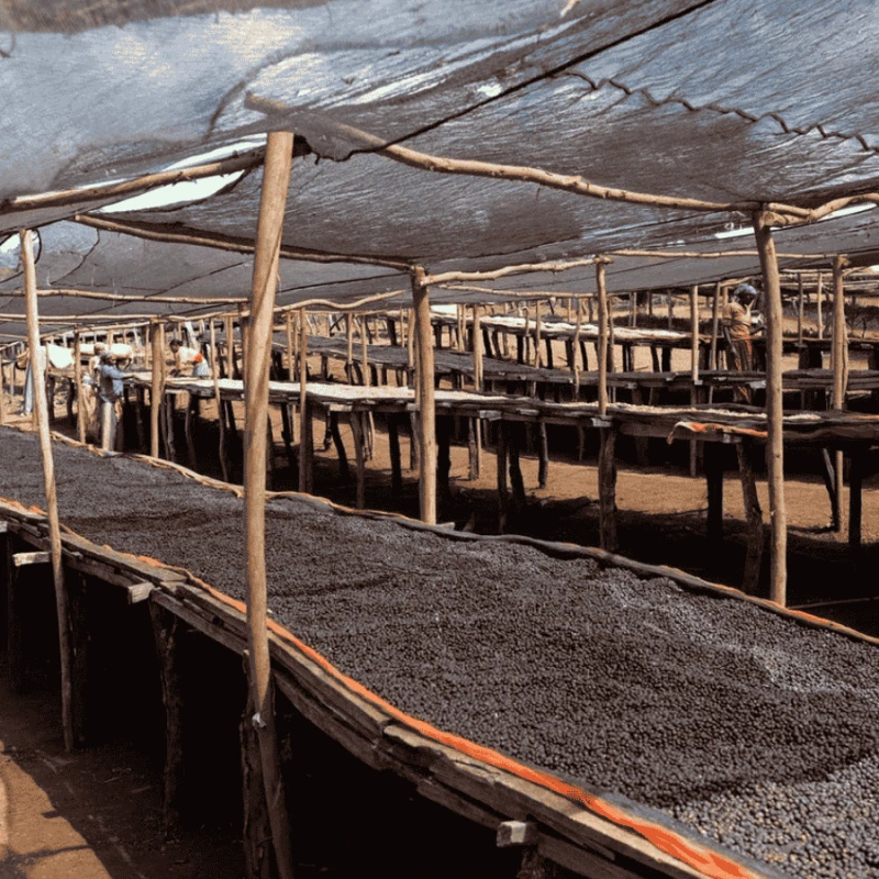 Nomad Coffee Etiopia Samuel Tunisisa 250 g | CoffeeLove