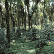 Nomad Coffee Etiopia Hambela 250 g | CoffeeLove