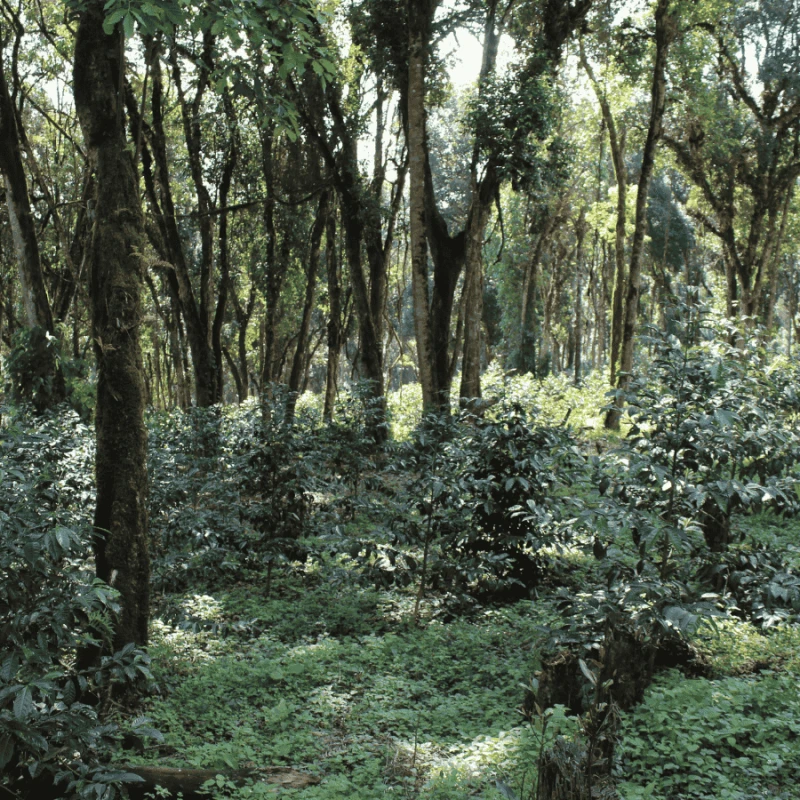 Nomad Coffee Etiopia Hambela 250 g | CoffeeLove