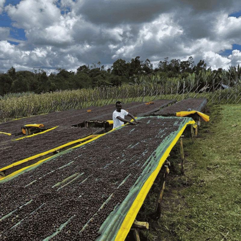 Nomad Coffee Etiopia Hambela 250 g | CoffeeLove