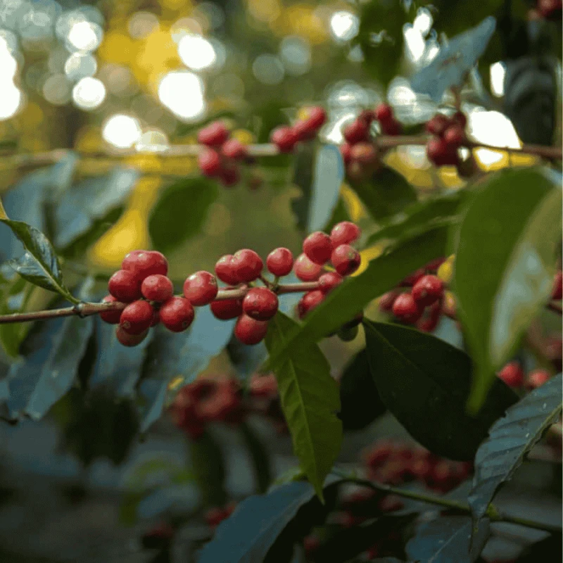 Nomad Coffee Etiopia Hambela 250 g | CoffeeLove