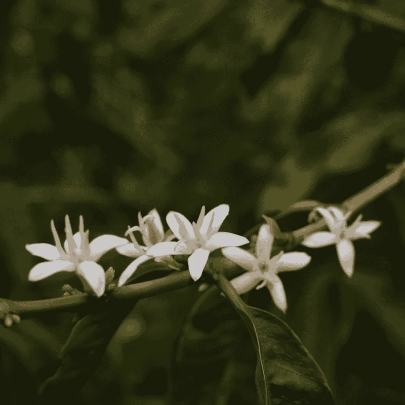 Nomad Coffee Peru Timbuyacu 250 g | CoffeeLove