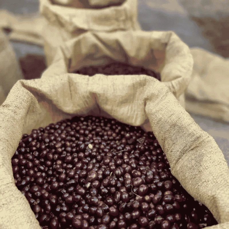 The Barn Salwador Los Pirineos Pacamara filter 250 g | CoffeeLove
