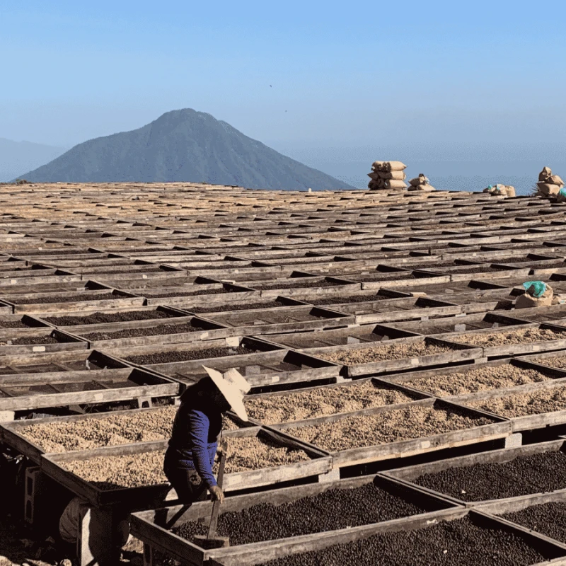 The Barn Salwador Los Pirineos Pacamara filter 250 g | CoffeeLove