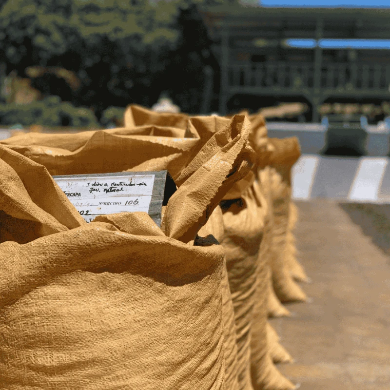 The Barn Salwador Los Pirineos Pacamara filter 250 g | CoffeeLove