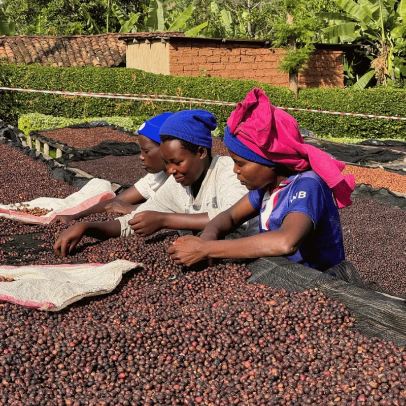 The Barn Rwanda Huye Mountain Natural omniroast 250 g | CoffeeLove