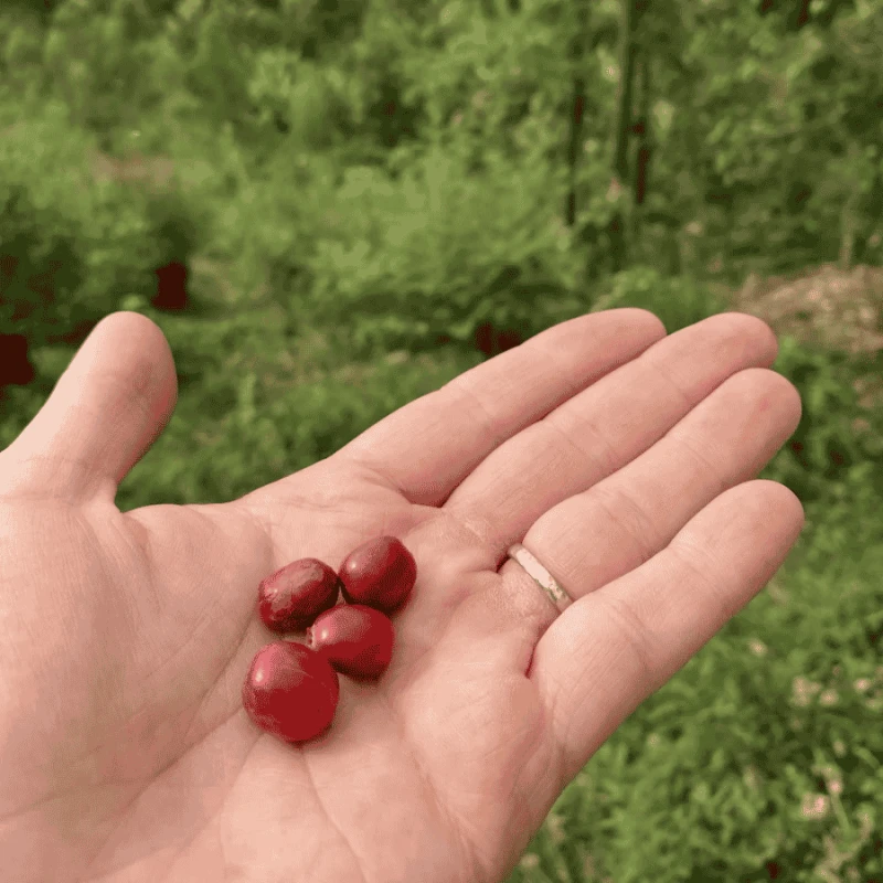 The Barn Rwanda Huye Mountain Natural omniroast 250 g | CoffeeLove