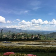 1000 Hills Muhabura Rwanda natural filtr 250g kawa ziarnista Speciality | CoffeeLove