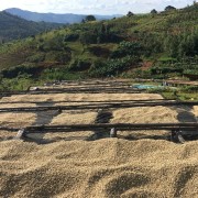 1000 Hills Muhabura Rwanda natural filtr 250g kawa ziarnista Speciality | CoffeeLove