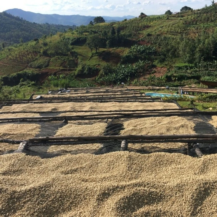 1000 Hills Muhabura Rwanda natural filtr 250g kawa ziarnista Speciality | CoffeeLove