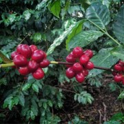Gardelli Cignobianco Espresso Blend | CoffeeLove