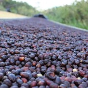 Gardelli Cignobianco Espresso Blend | CoffeeLove