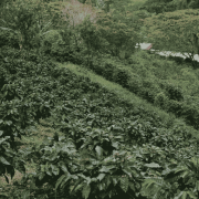 Gardelli Kolumbia El Silencio omniroast 250 g | CoffeeLove