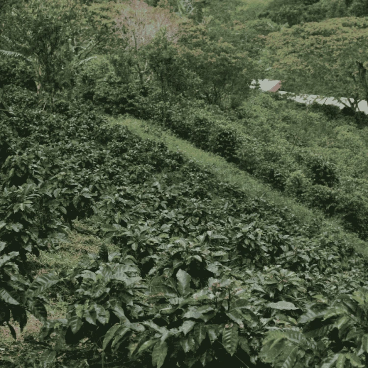 Gardelli Kolumbia El Silencio omniroast 250 g | CoffeeLove