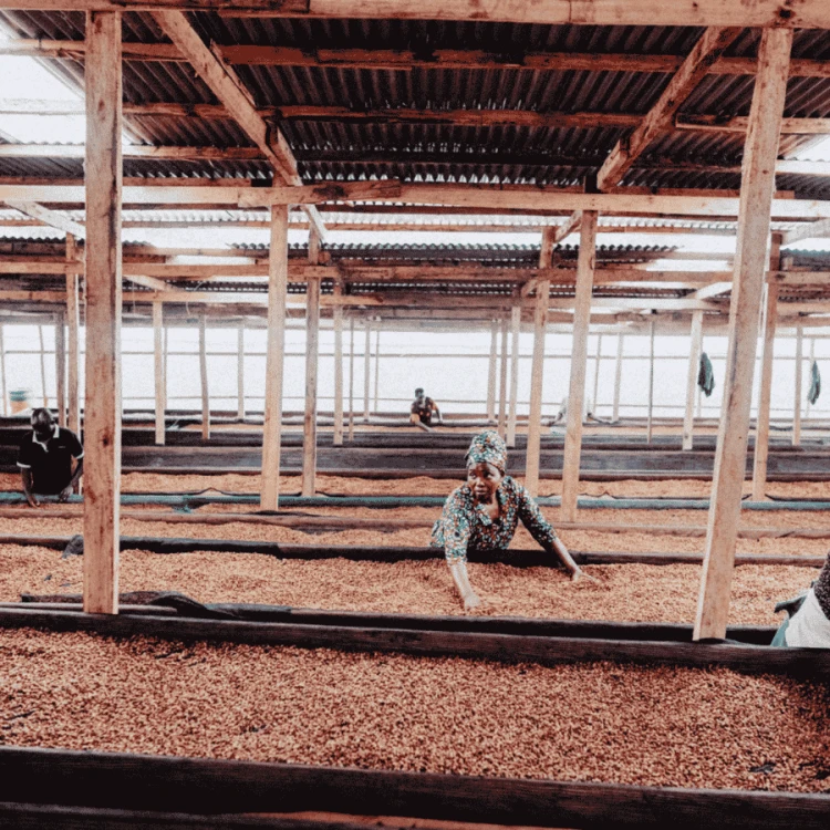 Father's Coffee Uganda Zebigi filter 250 g | CoffeeLove