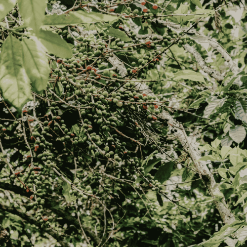 Father's Coffee Rwanda Gitwe filter 250 g | CoffeeLove