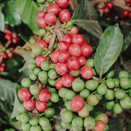 Father's Coffee Kenia Kieni AB filtr 250 g | CoffeeLove