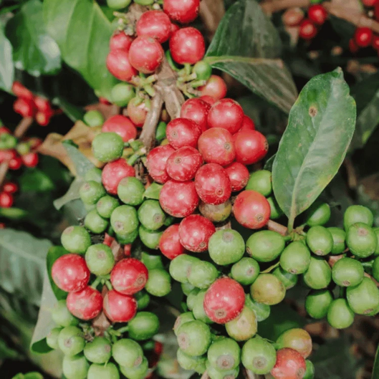 Father's Coffee Kenia Kieni AB filtr 250 g | CoffeeLove