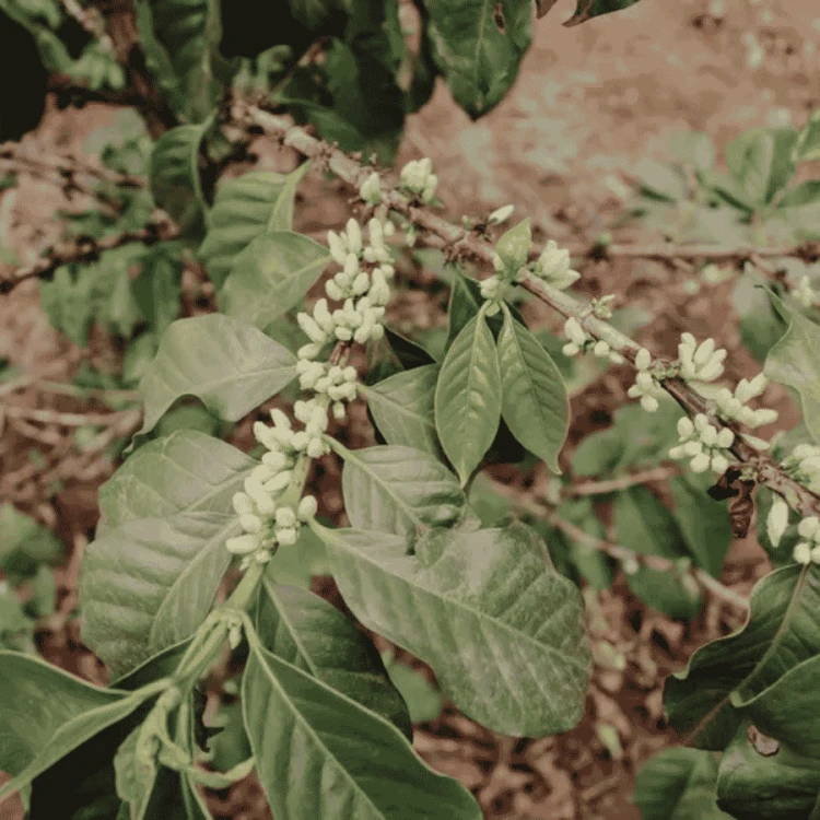 Father's Coffee Kenia Kieni AB filtr 250 g | CoffeeLove