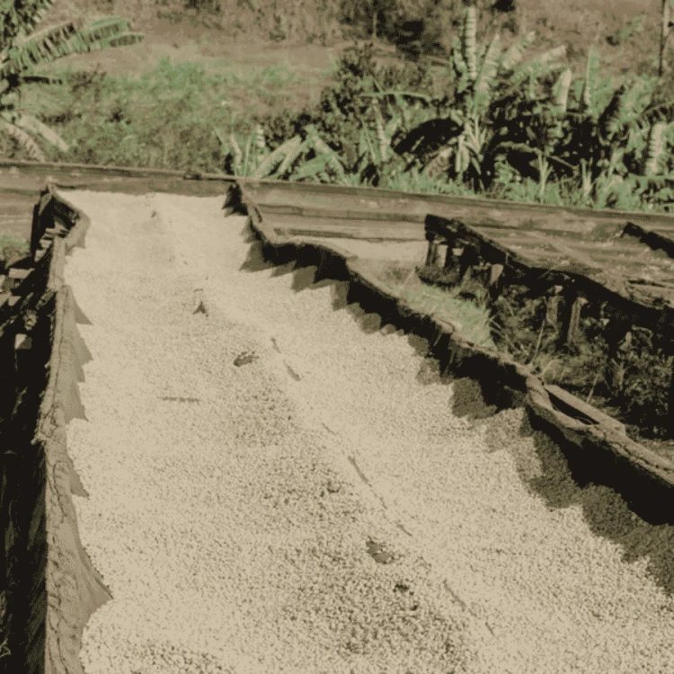 Father's Coffee Kenia Kieni AB filtr 250 g | CoffeeLove