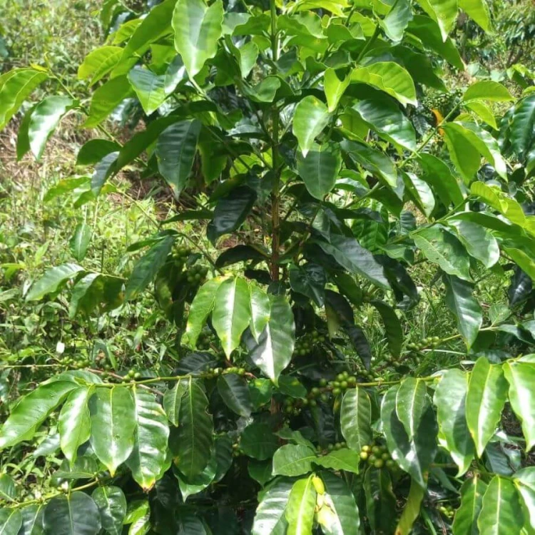 A.M.O.C. Coffee Kolumbia Rosado filtr 100 g | CoffeeLove