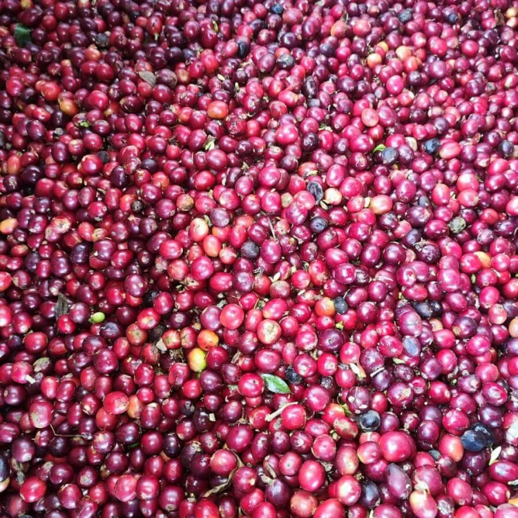 A.M.O.C. Coffee Kolumbia Rosado filtr 100 g | CoffeeLove