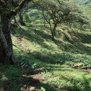 Standout Competition Ekwador Finca Eliza filter 100 g | CoffeeLove
