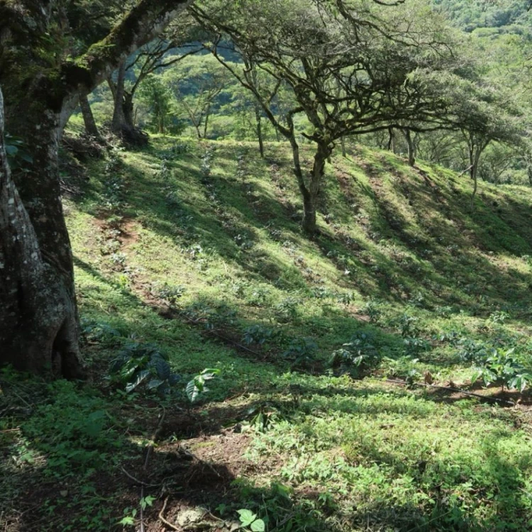 Standout Competition Ekwador Finca Eliza filter 100 g | CoffeeLove