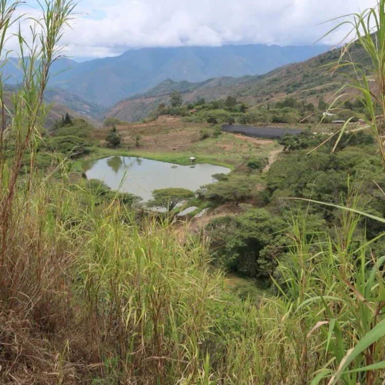 Standout Competition Ekwador Finca Eliza filter 100 g | CoffeeLove