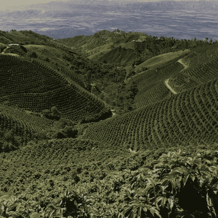 Gardelli Peru Efrain omniroast 250 g | CoffeeLove