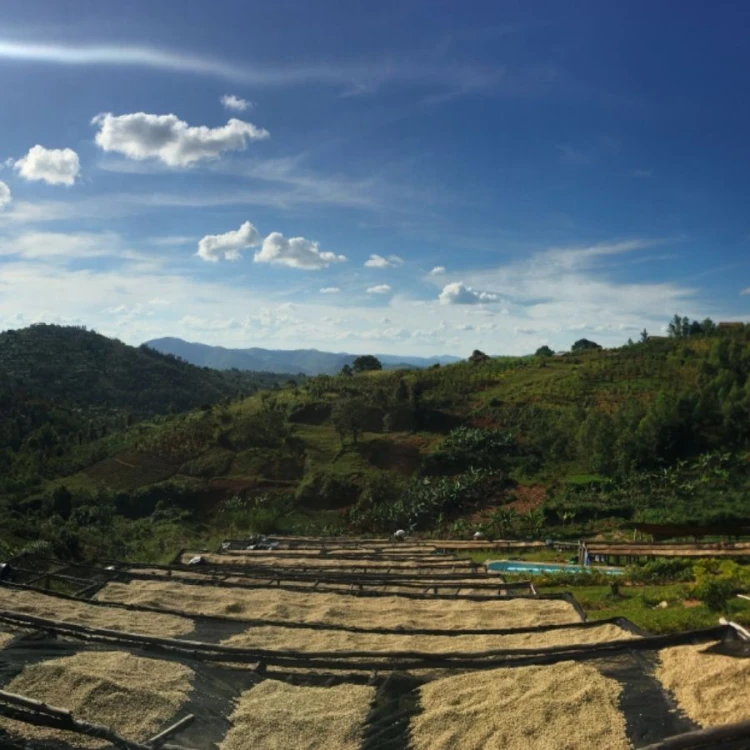 1000 Hills Muhabura Rwanda washed filtr 250g kawa ziarnista Speciality | CoffeeLove