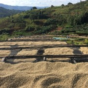 1000 Hills Muhabura Rwanda washed filtr 250g kawa ziarnista Speciality | CoffeeLove