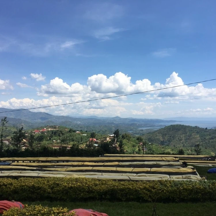 1000 Hills Muhabura Rwanda washed filtr 250g kawa ziarnista Speciality | CoffeeLove