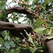 Nomad Coffee Kenia Kii#2 filter 250 g | CoffeeLove