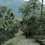 Nomad Coffee Boliwia Juan Pinto filter 250 g | CoffeeLove