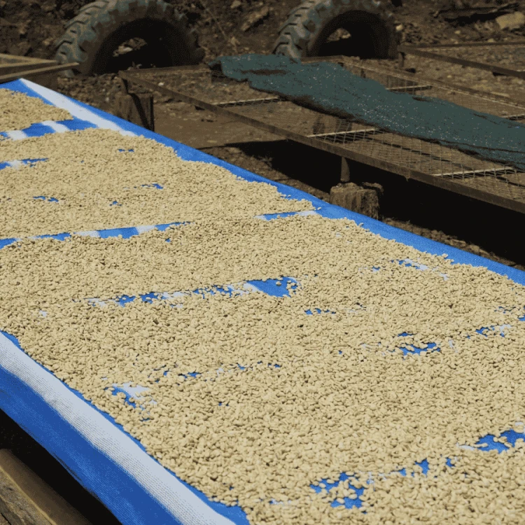 Nomad Coffee Boliwia Juan Pinto filter 250 g | CoffeeLove
